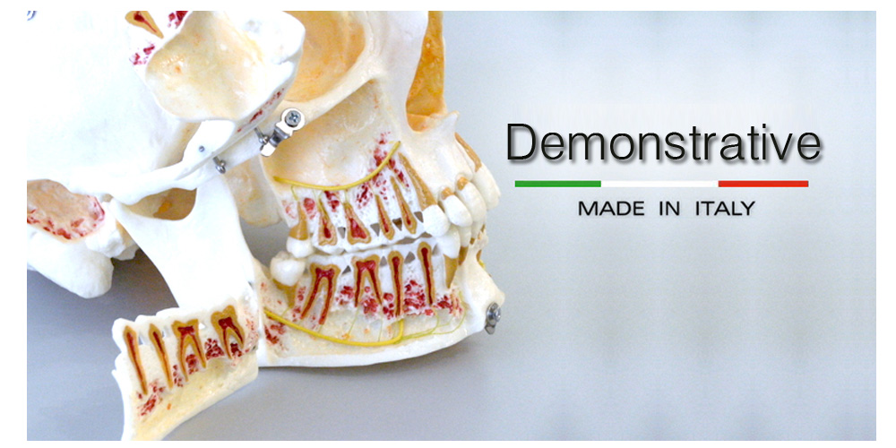 Demonstration dental models