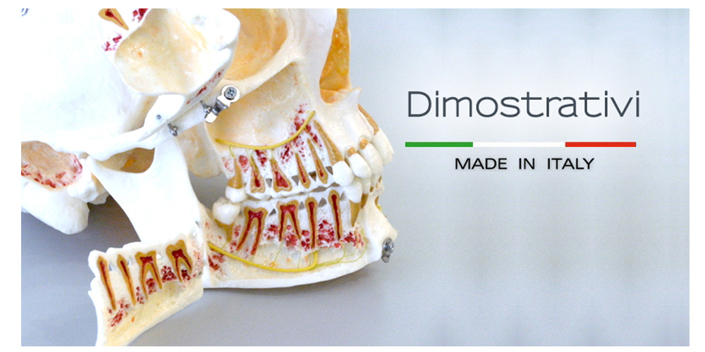 Modelli dentali dimostrativi