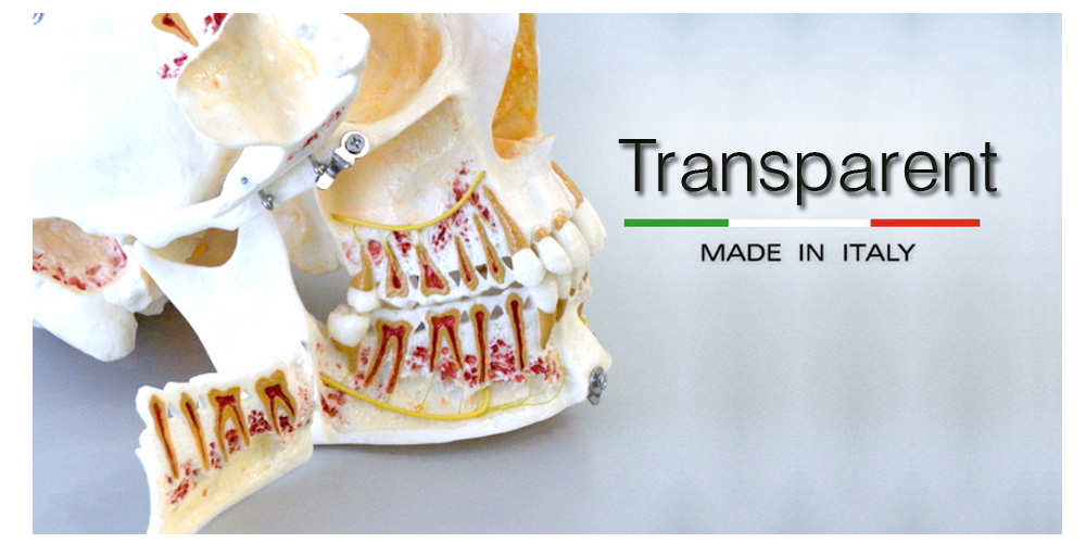 Transparent dental model